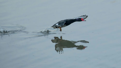 Bird swimming in lake