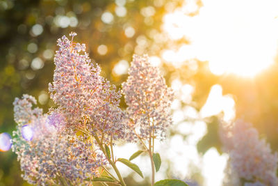 Close-up of flower tree against blurred background