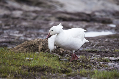 White-morph snow goose with broken wing on the north shore of the st. lawrence river