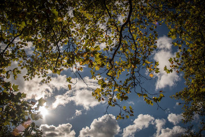 Low angle view of tree against cloudy sky