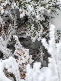 Close-up of snow on tree