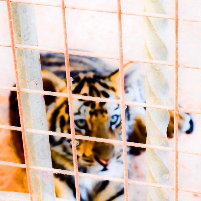 full frame, backgrounds, pattern, indoors, window, cage, metal grate, close-up, tile, square shape, geometric shape, metal, wall - building feature, no people, built structure, day, animal themes, glass - material, architecture, design