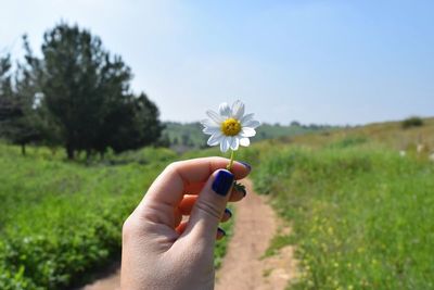 Close-up of cropped hand holding daisy on field