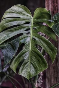 Close-up of green leaves