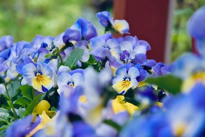 Close-up of purple flowering plants