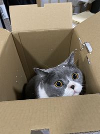 High angle view of cat sitting on cardboard box