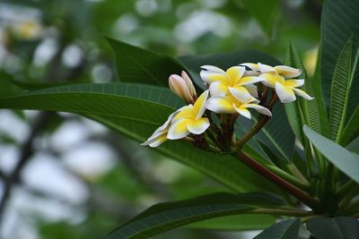 Close-up of yellow flowering plant