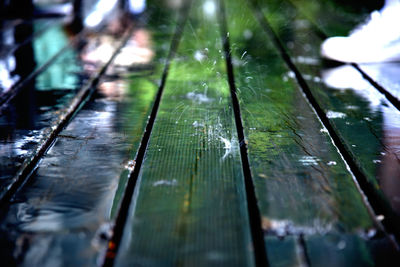 Close-up of wet leaves during rainy season