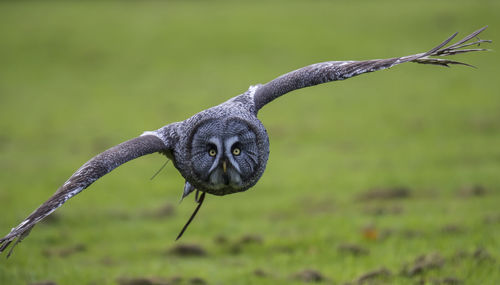 Close-up of bird against blurred background