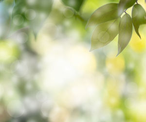 Close-up of plant leaves