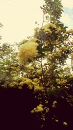 Close-up of yellow flowers