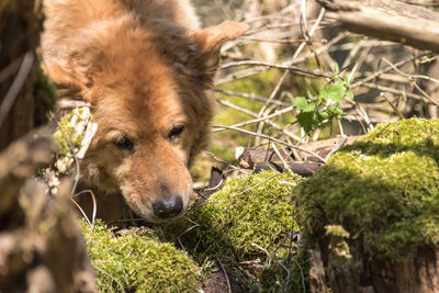 Close-up of dog on field