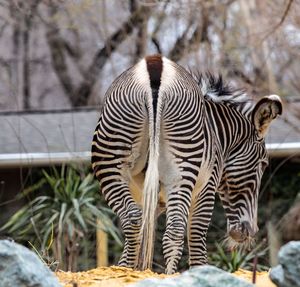 Close-up of zebra on tree