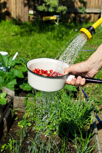 Strawberries under water jets from irrigate hose pipe on backyard, organic berry in village garden