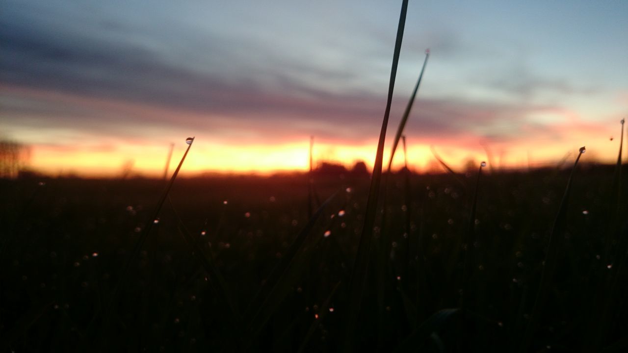 sunset, sky, silhouette, beauty in nature, scenics, tranquility, nature, tranquil scene, orange color, field, plant, landscape, growth, focus on foreground, idyllic, cloud - sky, outdoors, cloud, sun, no people