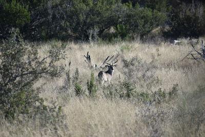 Deer in a forest