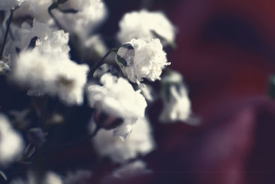 Close-up of white flowers