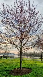 Bare trees on field against sky