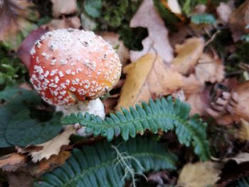 Close-up of mushrooms growing on field