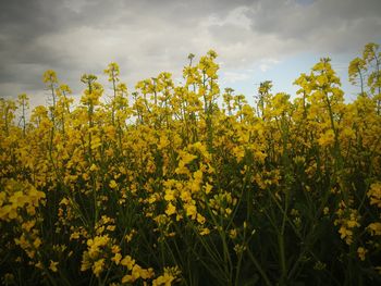 Yellow flowers growing in field