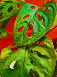 Close-up of fresh green leaves