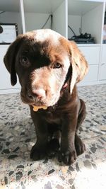 Portrait of dog at home