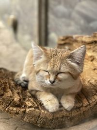 Close-up of a cat sleeping