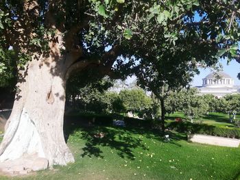 Trees in park