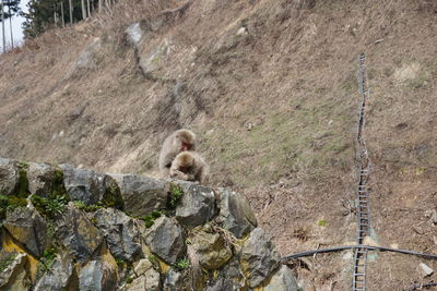 Cat on rock