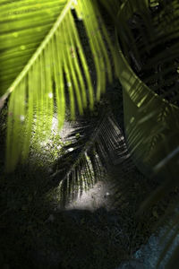 Close-up of palm tree leaves in forest
