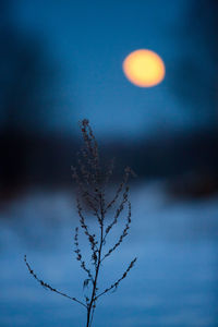 Close-up of snow on plant against sky at sunset