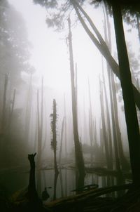 Silhouette trees in forest against sky