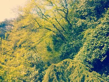 Low angle view of trees