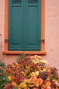 Flowers growing on window of building