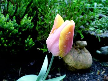 Close-up of flower growing in water