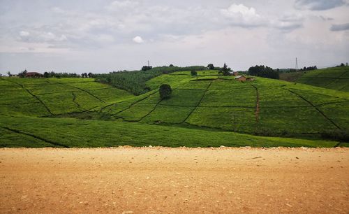 Scenic view of agricultural field against sky