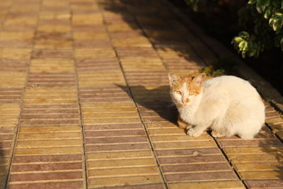 High angle view of cat sitting on wood
