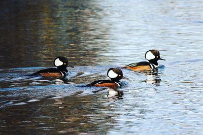 Bird flying over lake