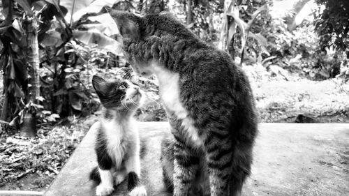 Close-up of cats sitting on retaining wall