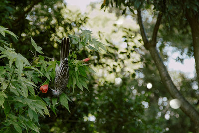 Close-up of red flowering plant on tree