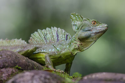 Close-up of lizard