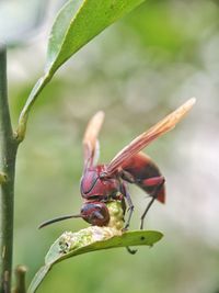 Close-up of insect on flower