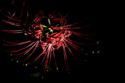 Close-up of firework display