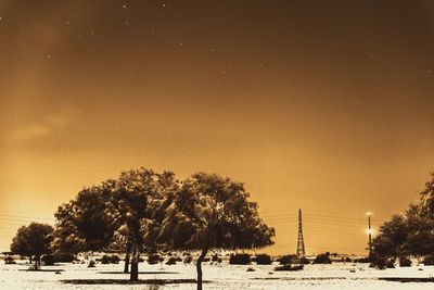 Trees on field against sky during winter