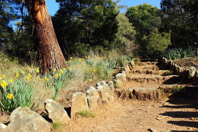 Trees on landscape