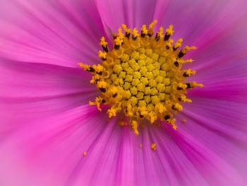 Full frame shot of yellow flower