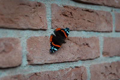 Close-up of butterfly on wall