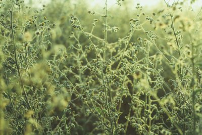 Full frame shot of plants on field