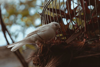 Close-up of bird perching on branch