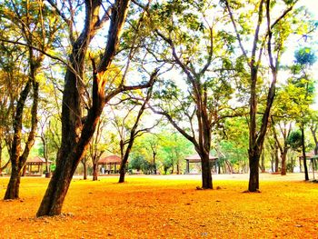 Trees in park against sky